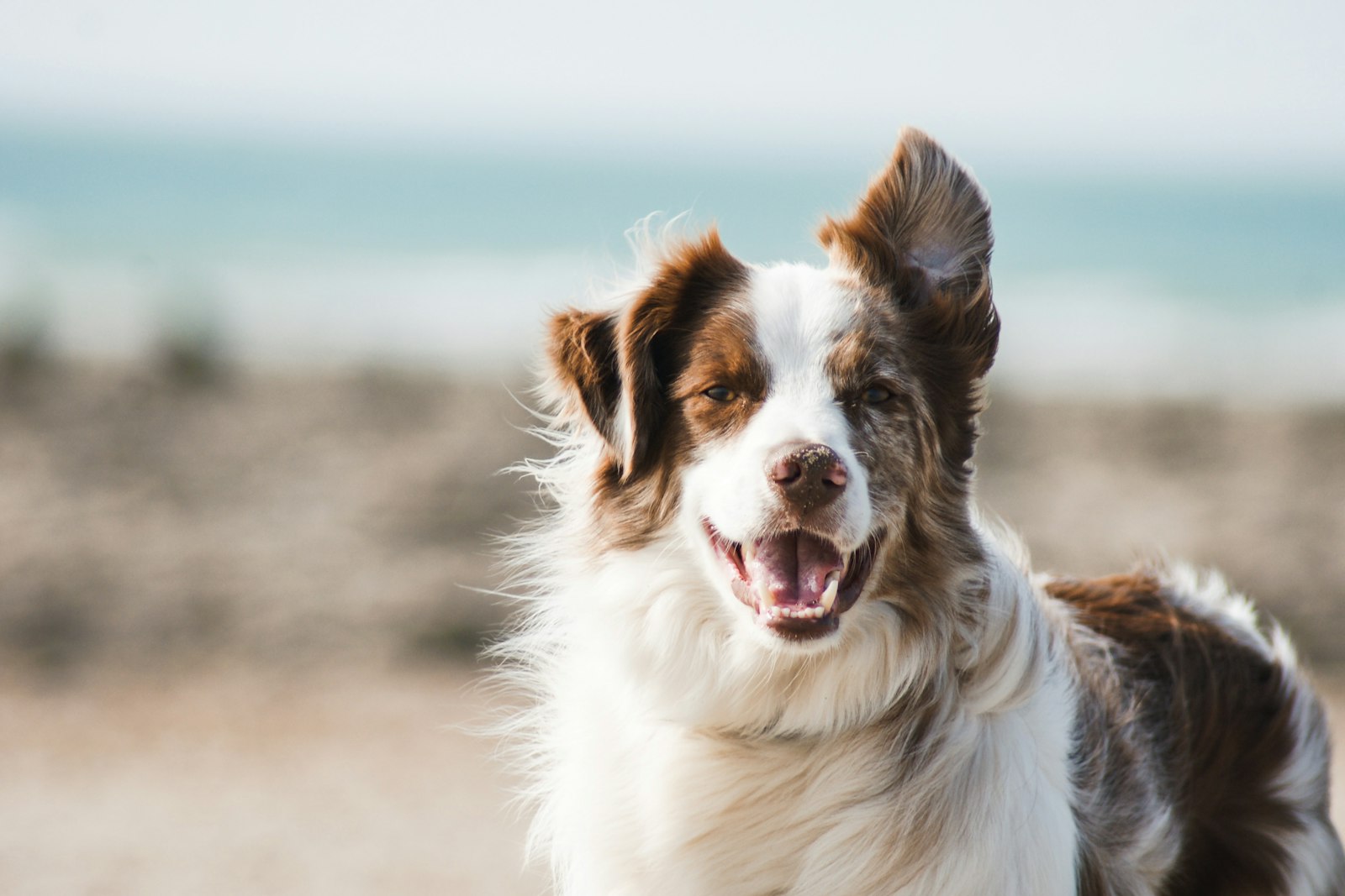 Happy pets and owners